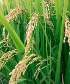 Hydrolyzed Rice Protein liquid