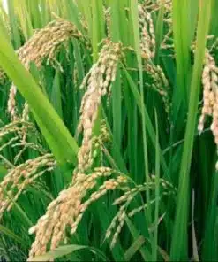 Hydrolyzed Rice Protein liquid