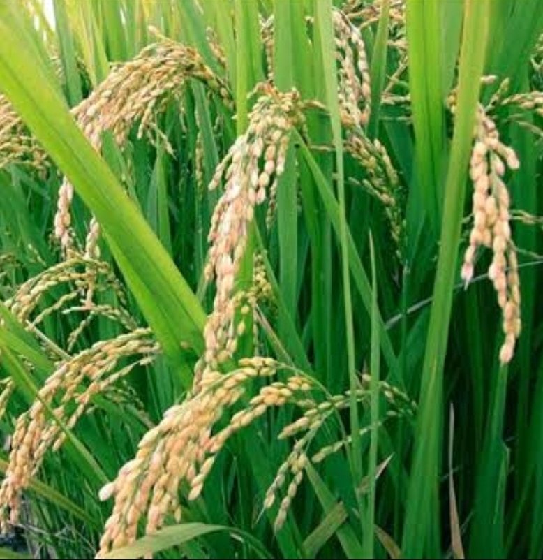 Hydrolysed rice protein liquid