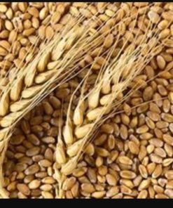 Hydrolysed Wheat Protein