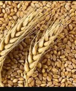 Hydrolysed Wheat Protein