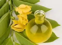 THERAPEAUTICAL GRADE YLANG YLANG ESSENTIAL OIL