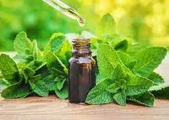 PEPPERMINT ESSENTIAL OIL.