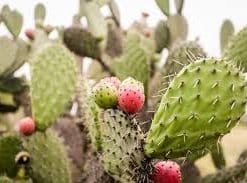 PRICKLY PEAR NOPAL CACTUS POWDER.