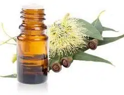 EUCALYPTUS ESSENTIAL OIL.