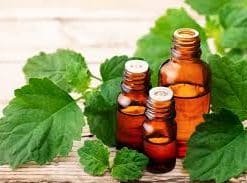 PATCHOULI ESSENTIAL OIL.